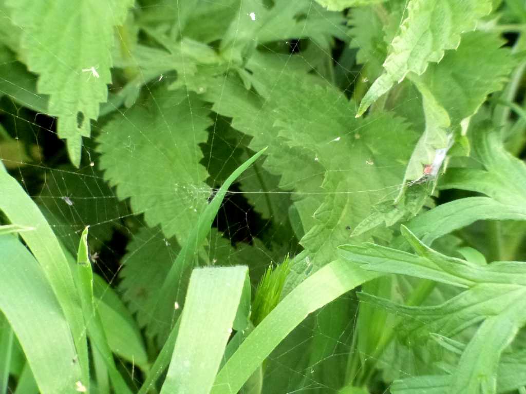 Rassegna di Larinioides cornutus - Caffarella (RM)